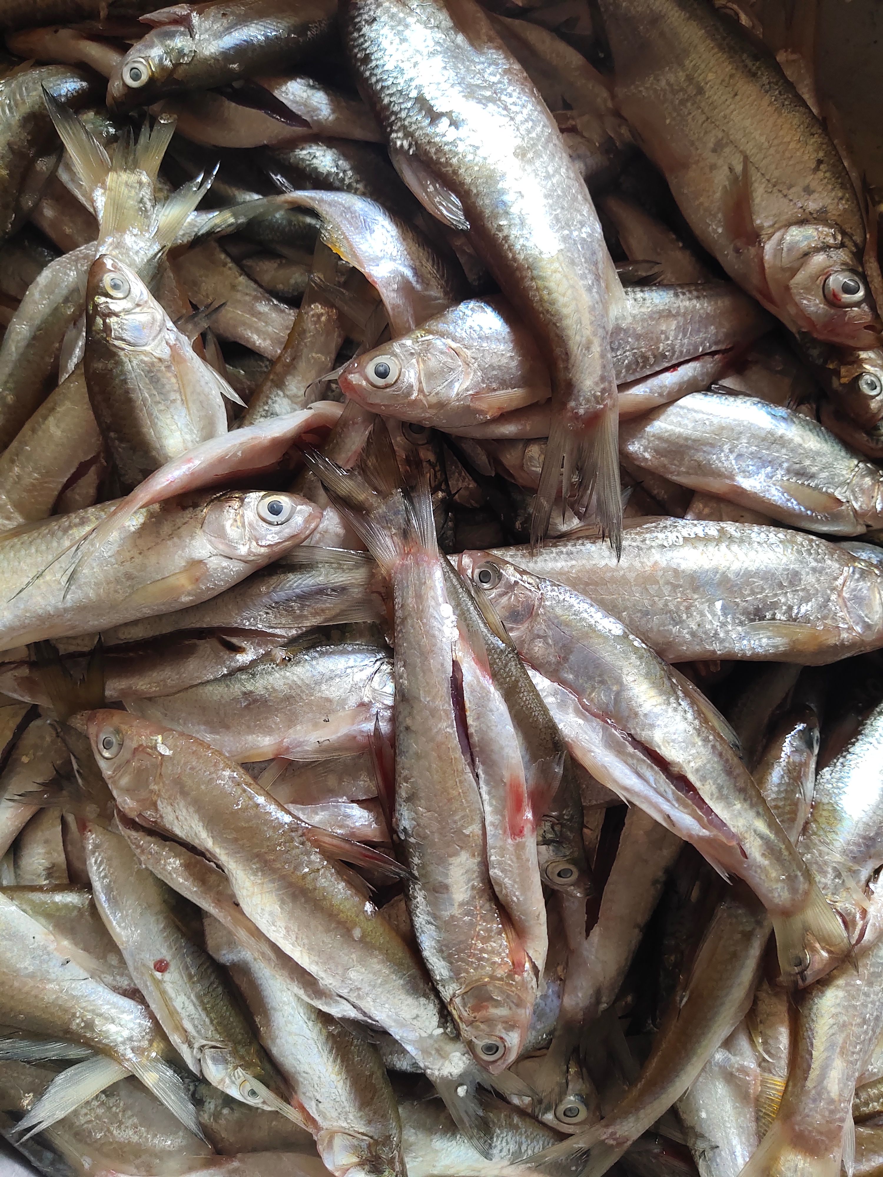 白鱗魚  鮮白條