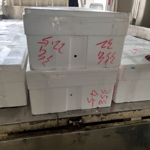  江苏红膏大闸蟹