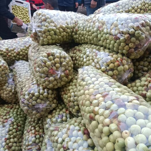 滨州 沾化冬枣量大
