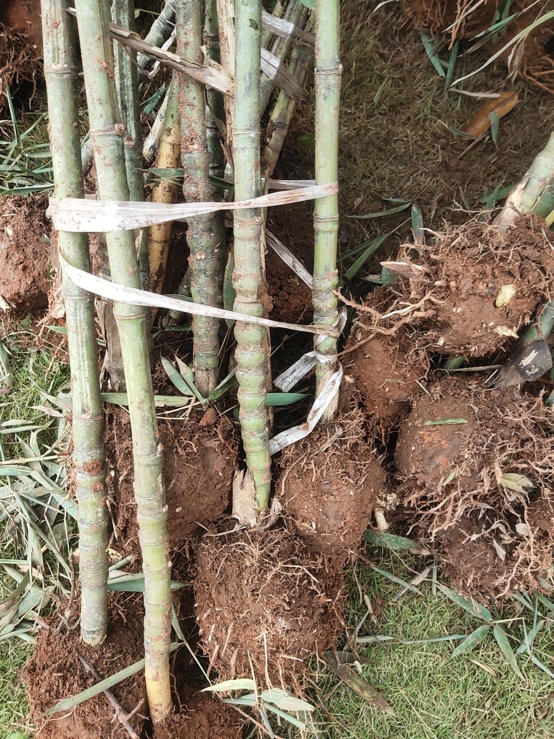 大量罗汉竹，人面竹上市。