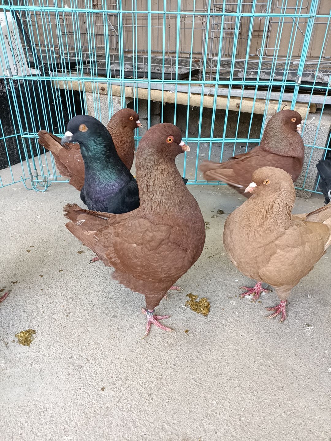  一亩玉米可以养殖300对大体元宝鸽