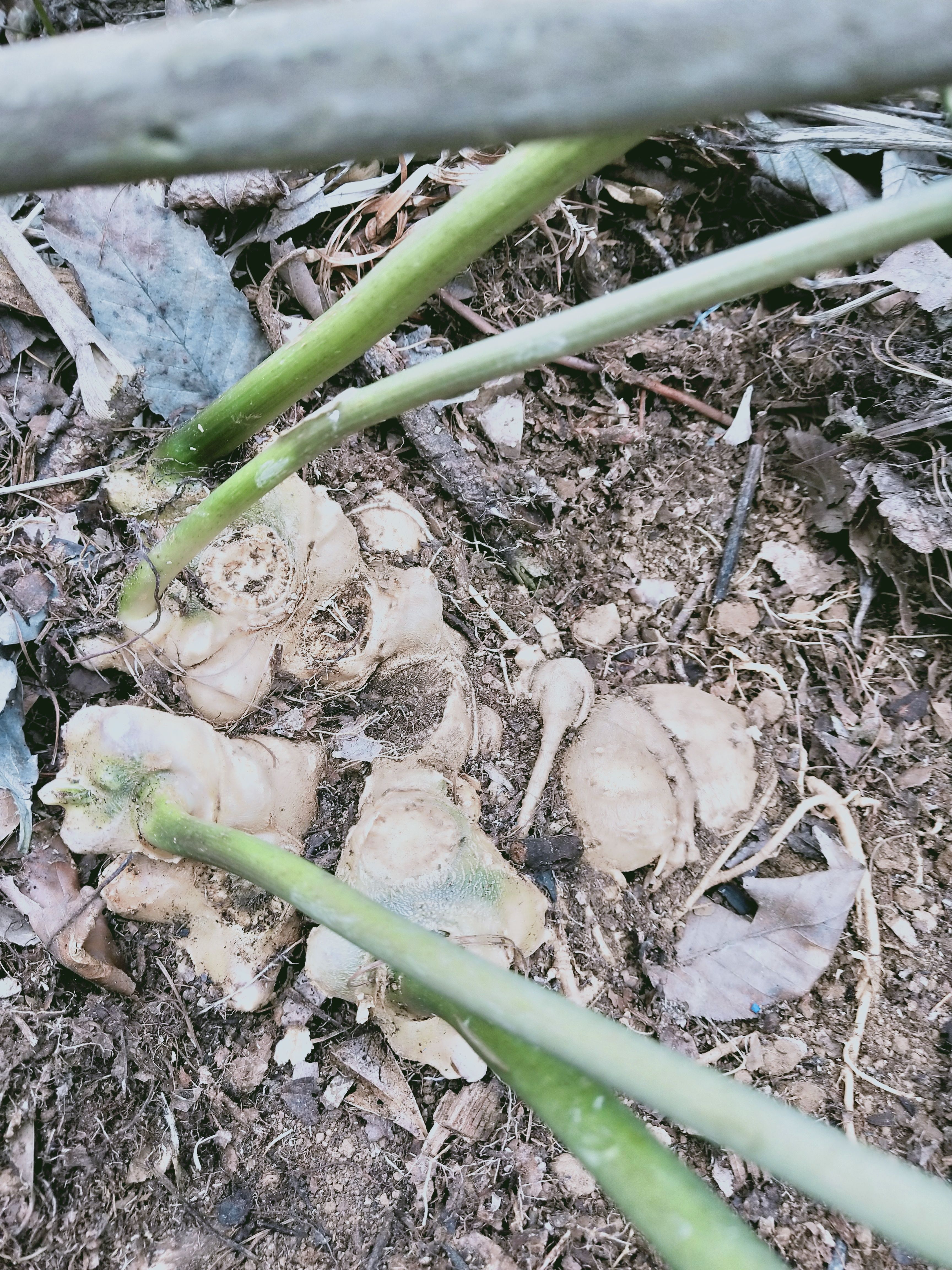 竹节生大三七块