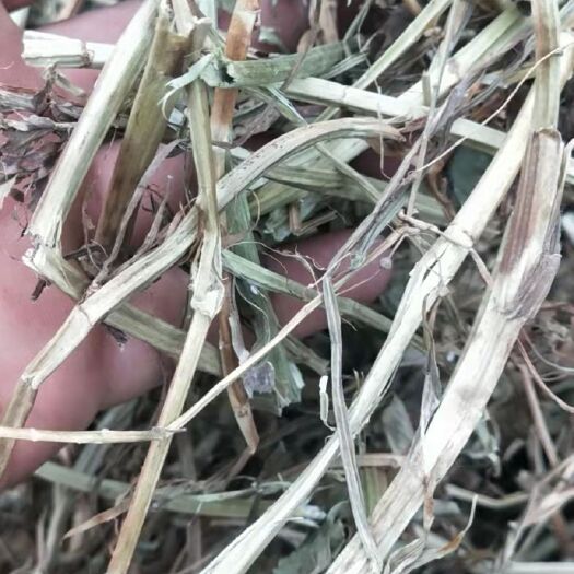 正阳县干草类饲料 花生秧
