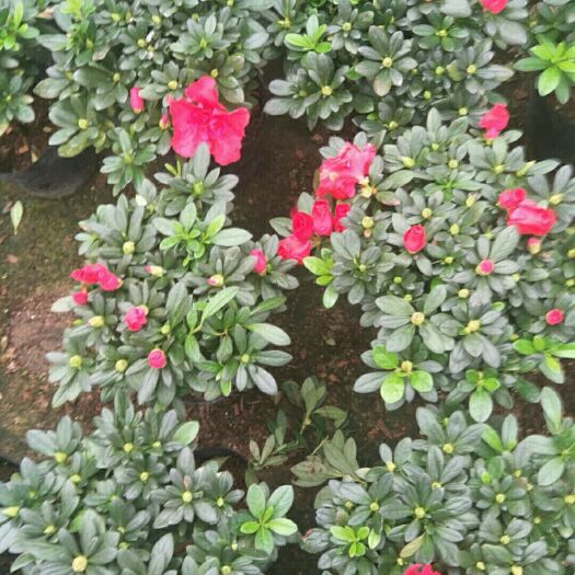 漳平市杨梅红杜鹃  精品杜鹃花带花苞开花杜鹃
