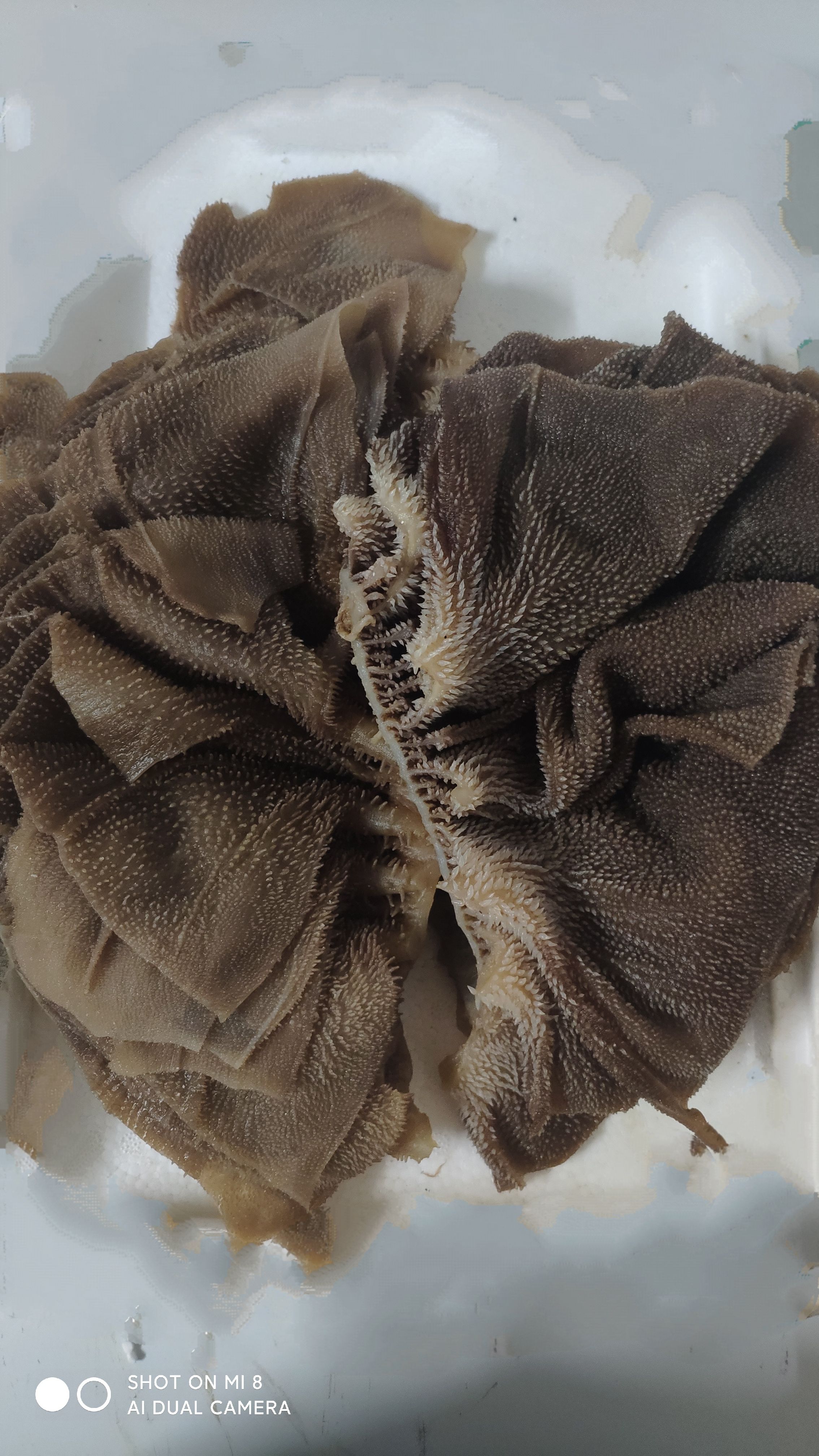 火锅毛肚水发  牛百叶 黑白个子