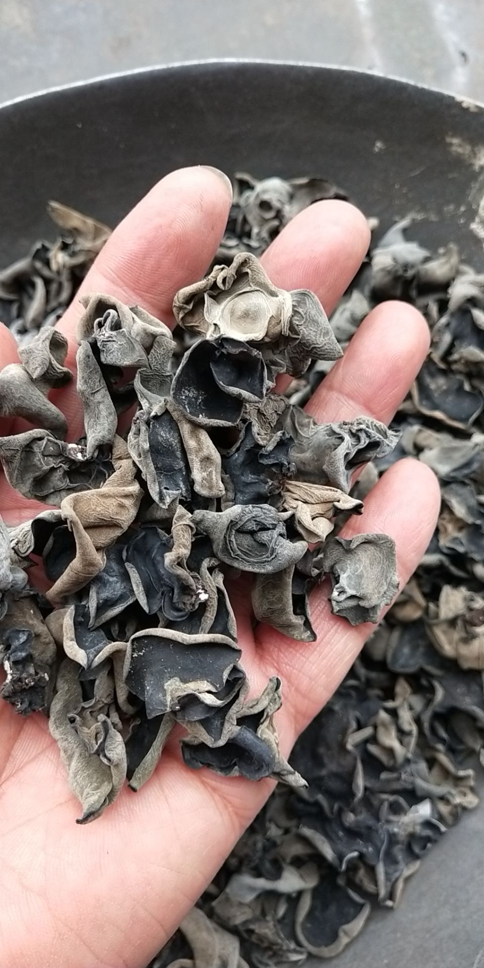 椴木银耳 黑木耳干货东北厚肉剪根小碗耳秋木耳特产滋补