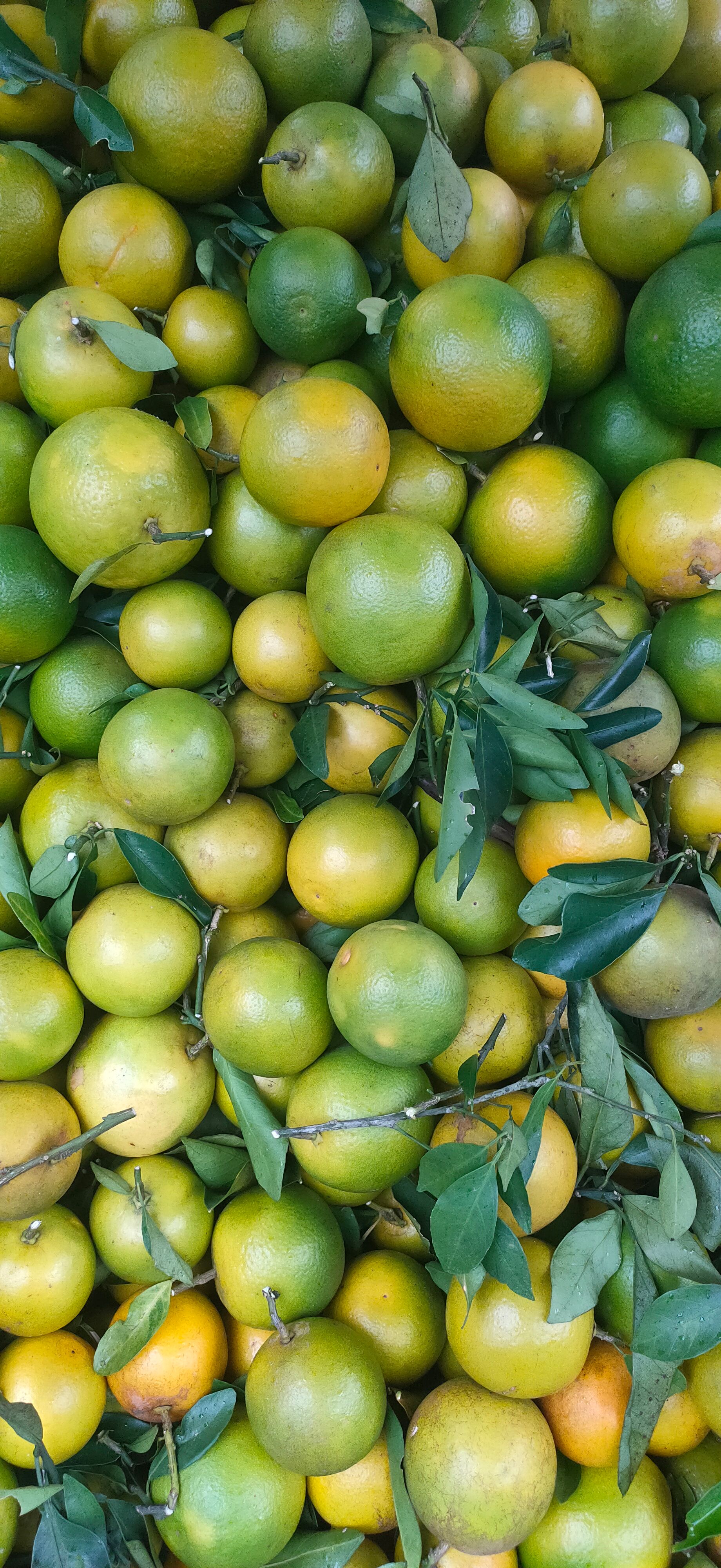 海南琼中绿橙 水份充足 正宗绿橙 口感一级棒 产地海南