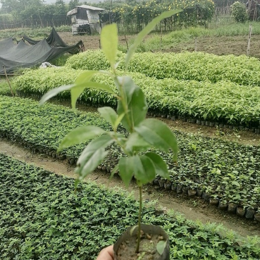 揭阳香樟  小叶樟树苗