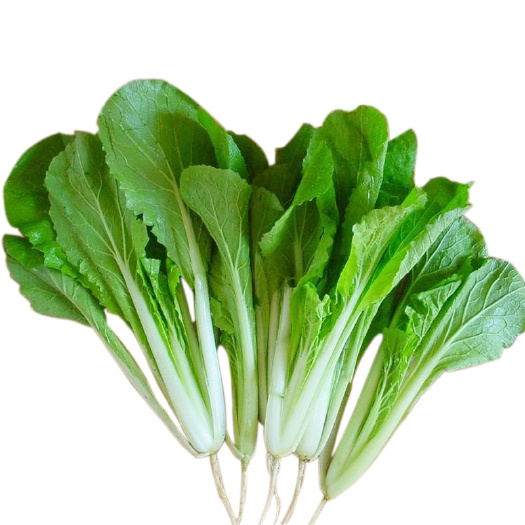 新民市快白菜 小白菜