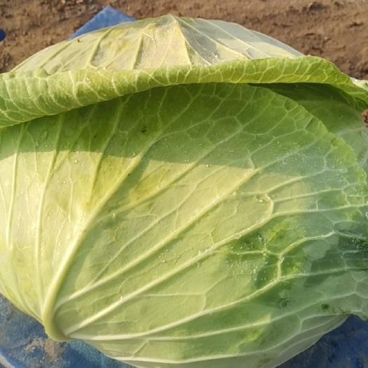定襄县包菜  甘蓝