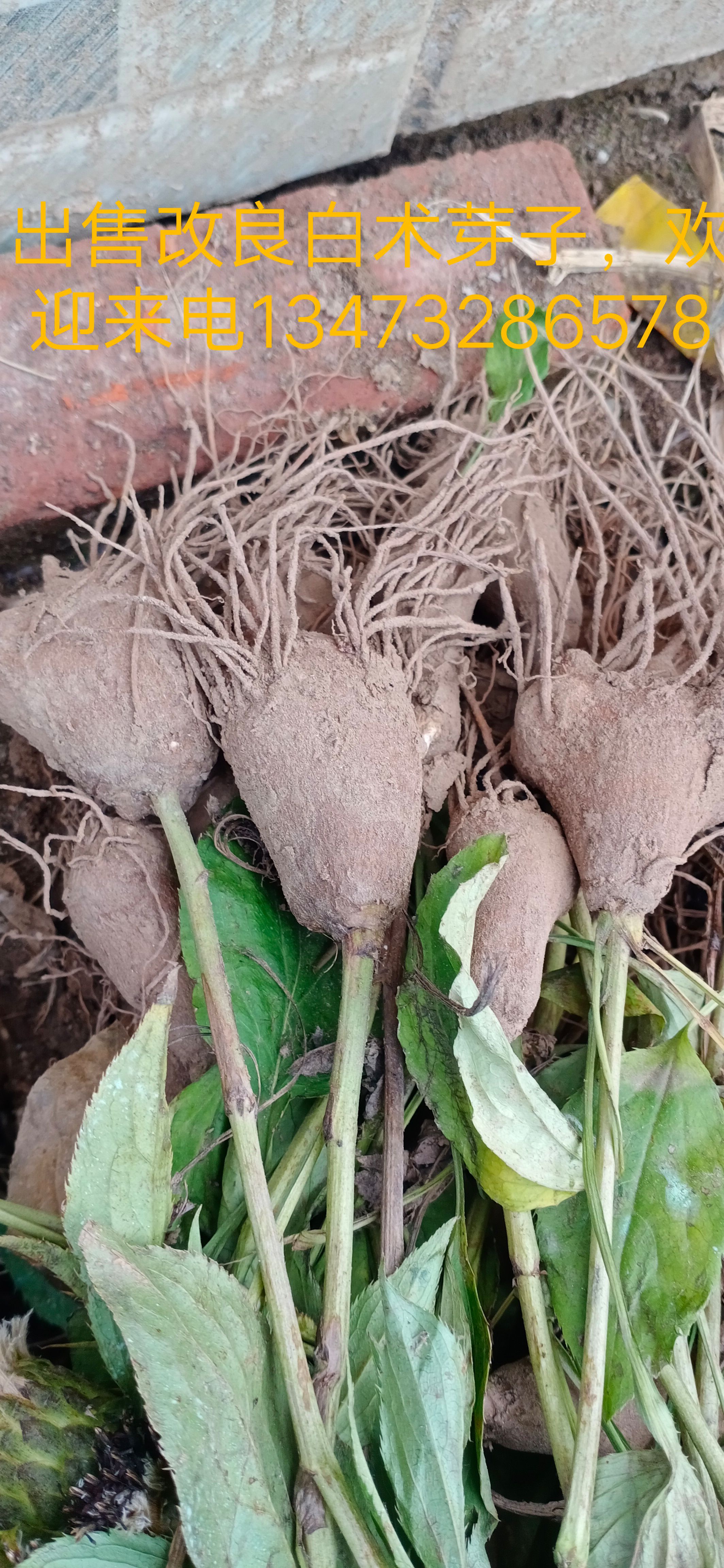  改良白术却片的大量