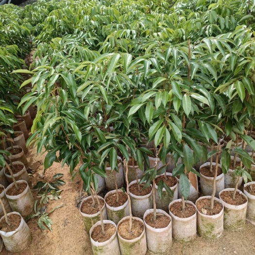 灵山县无核荔枝苗 无核茘枝苗