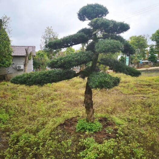 长沙小叶罗汉松  批发湖南造型罗汉松树