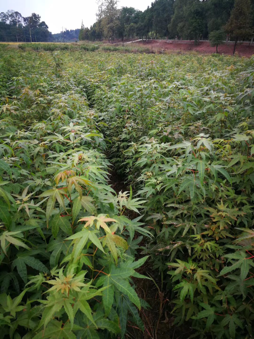  青枫种子 青枫种子种苗价格 青枫种子产地直供