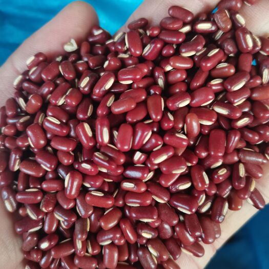 赤小豆 新货赤小豆 东北赤小豆各种香辛料中药材批发