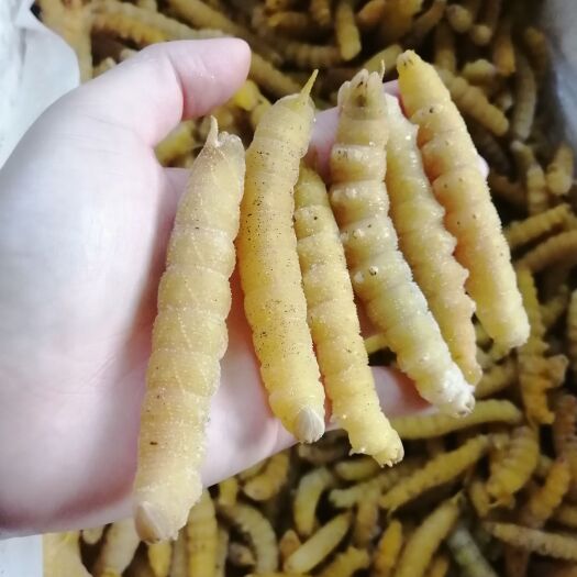 安丘市豆虫，豆丹，高蛋白大豆虫