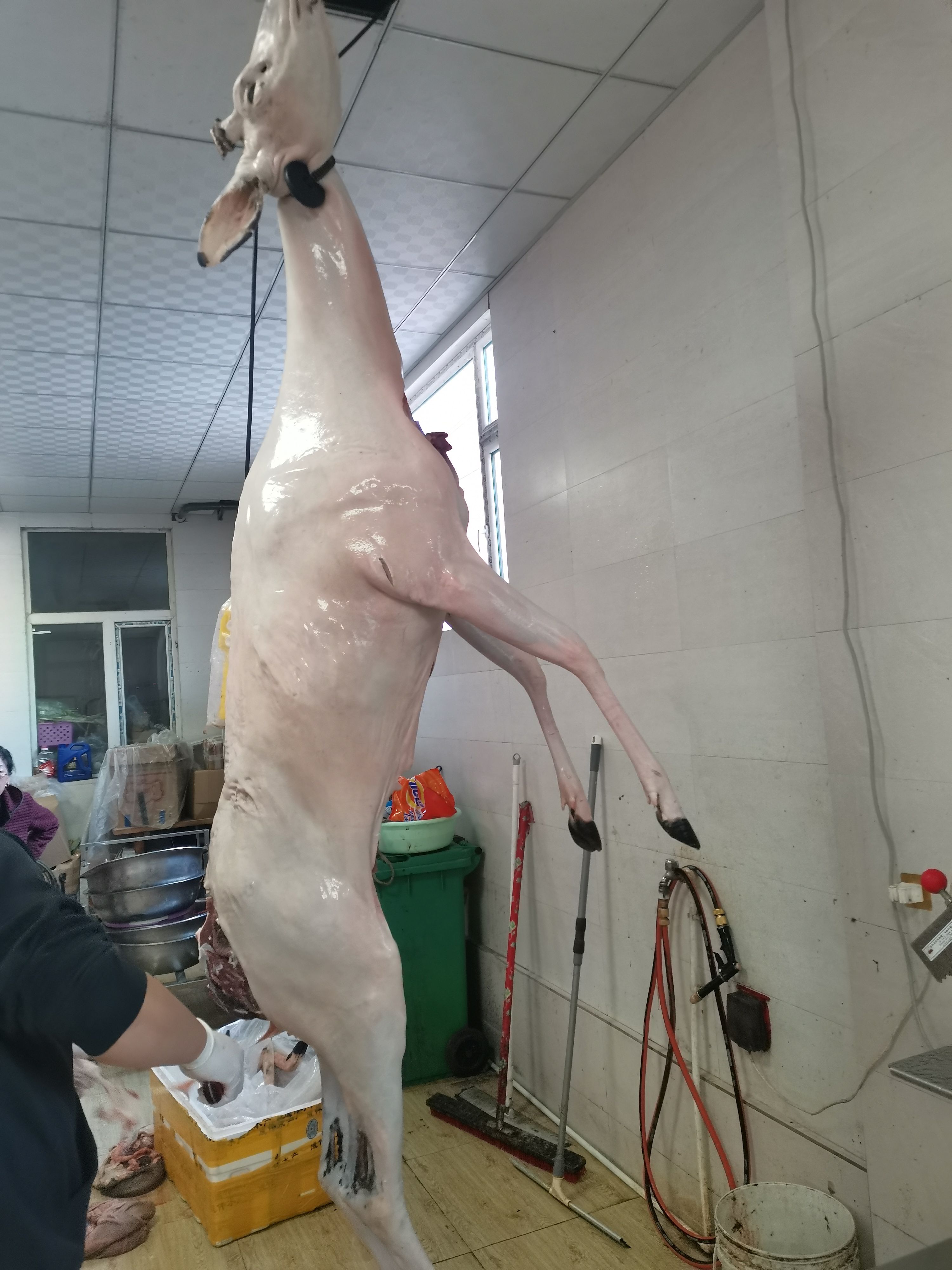 梅花鹿白条，活鹿现杀，肉质细腻新鲜，检疫齐全。
