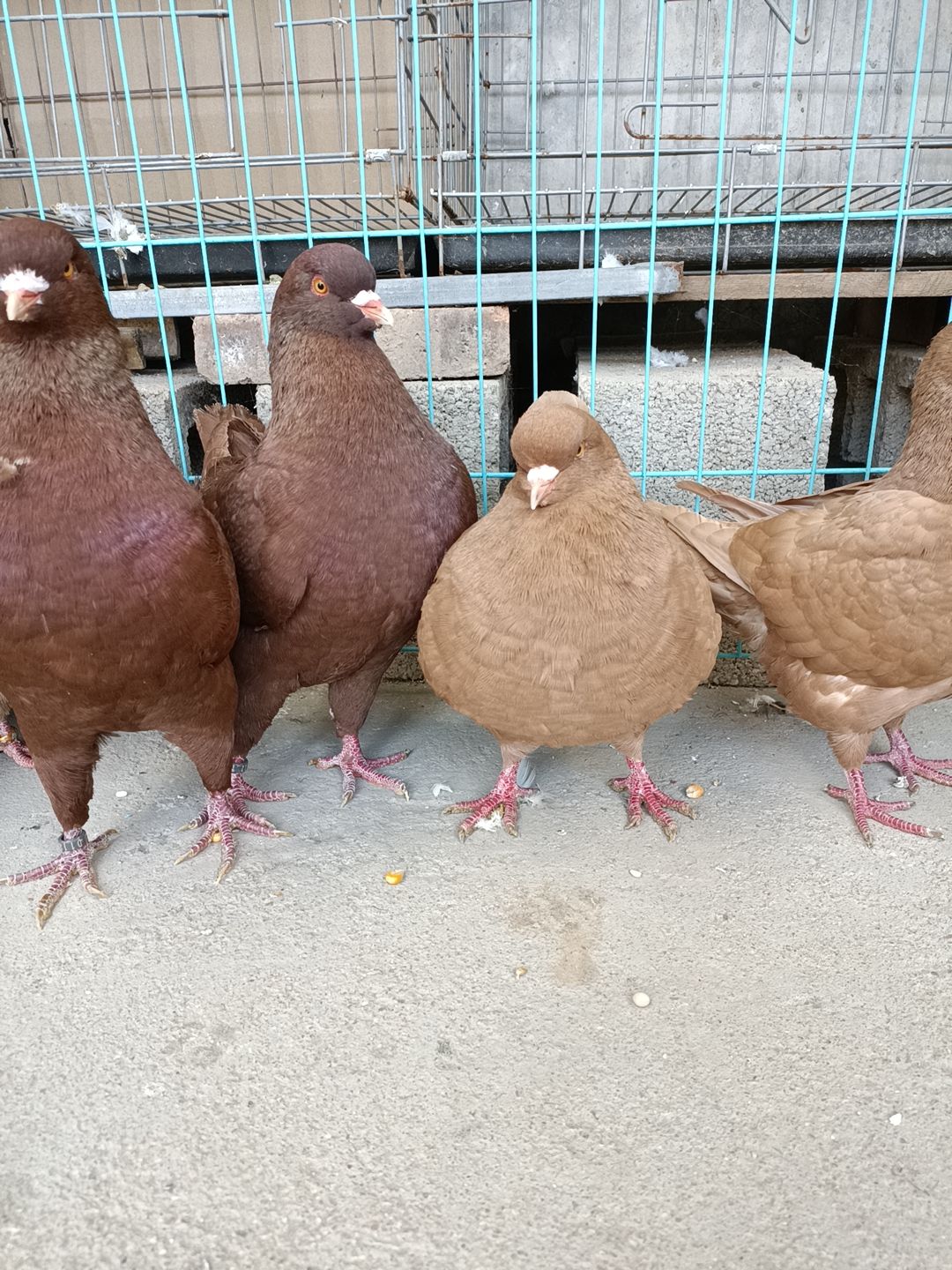  一亩玉米可以养殖300对大体元宝鸽