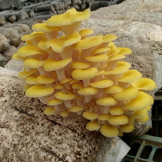 长丰县美味鸡油菌，新鲜蘑菇，打火锅，鲜嫩