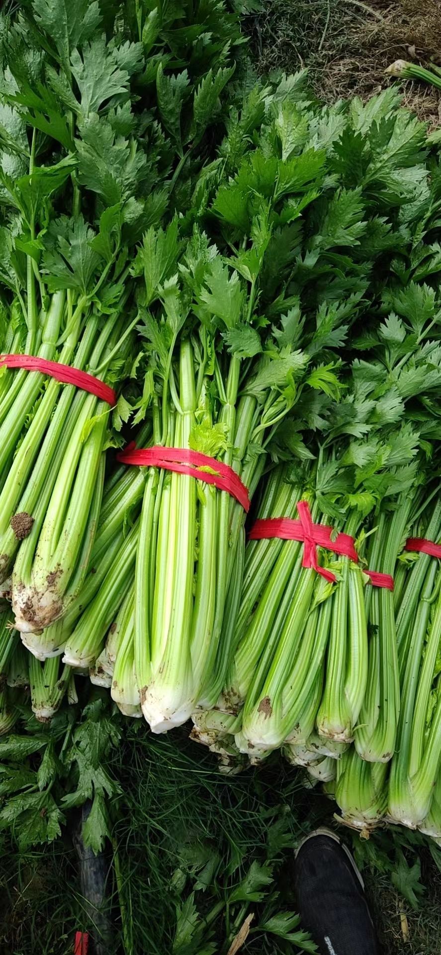 芹菜 周口西芹 河南产区万亩精品芹菜大量上市中