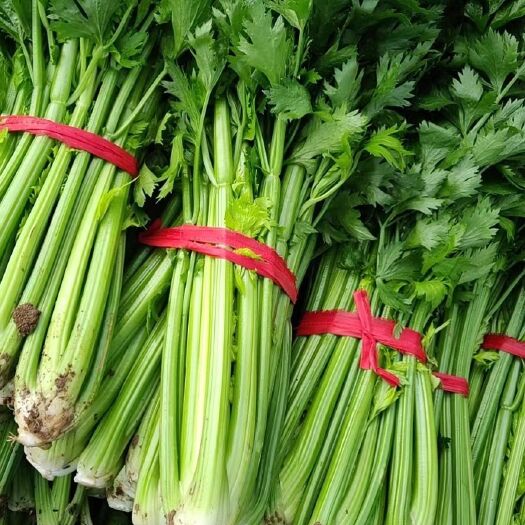 鹿邑县芹菜 周口西芹 河南产区万亩精品芹菜大量上市中