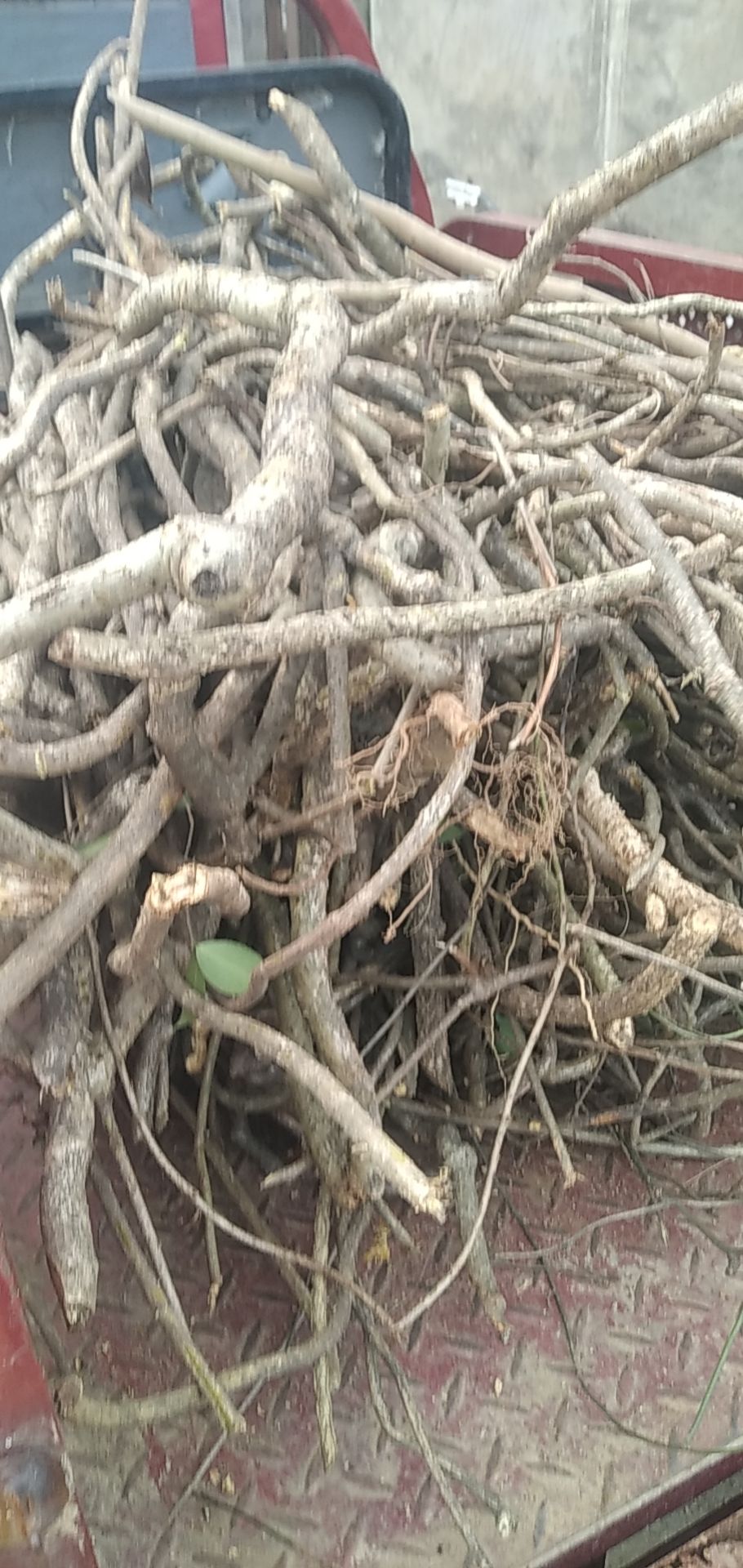 木通藤 大别山特产批发零售 可切片