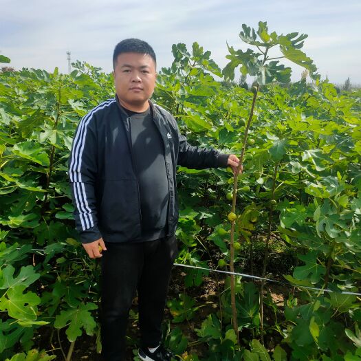 泰安波姬红无花果苗  波姬红无花果树苗，当年种植当年结果。品种纯正，基地批发。