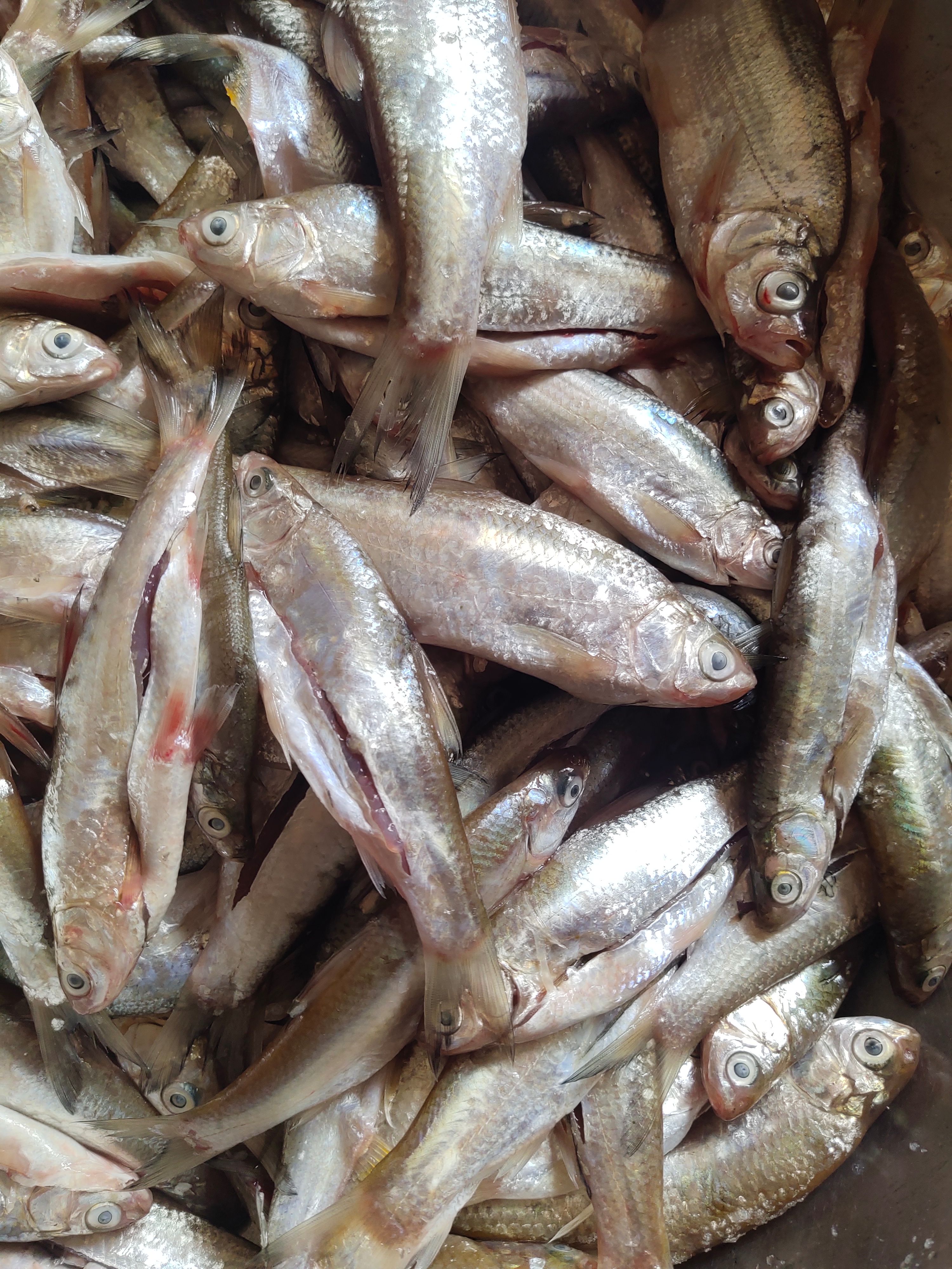 白鱗魚  鮮白條