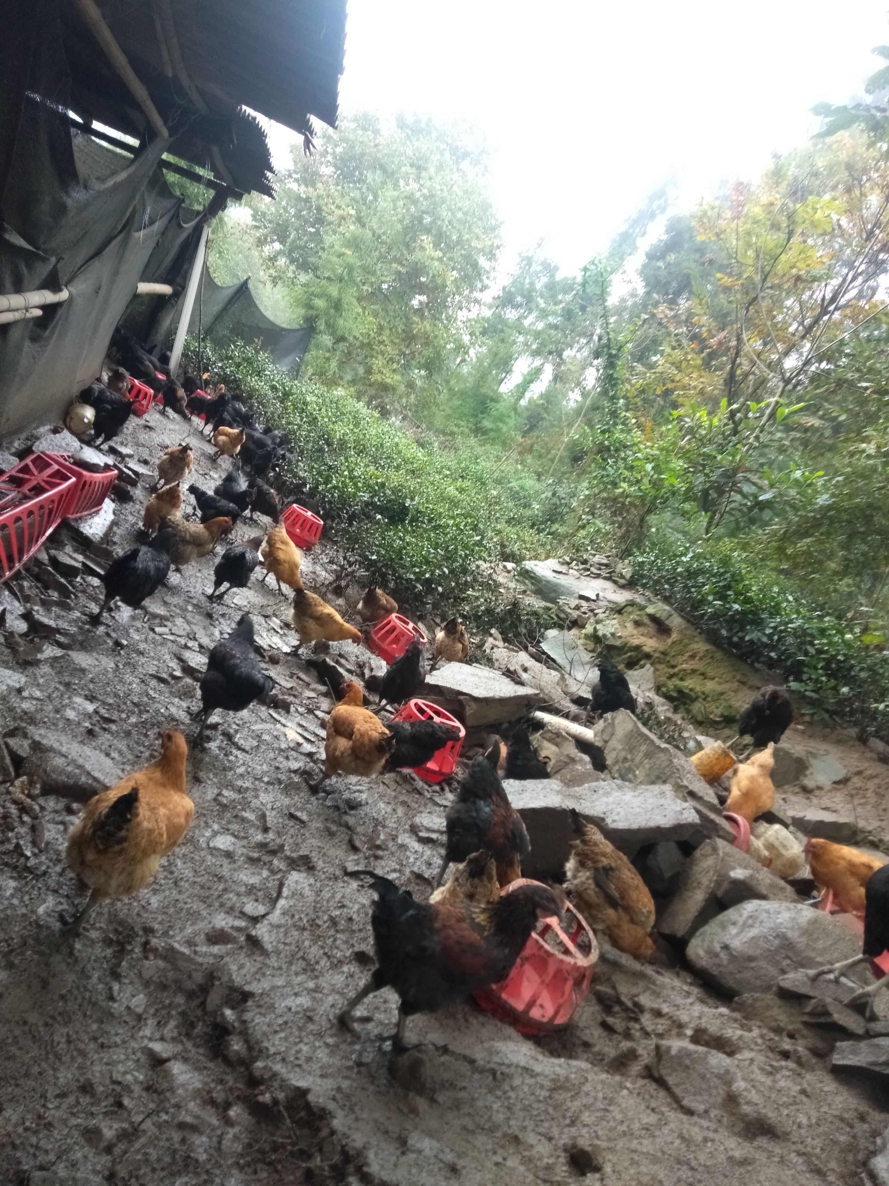 土鸡   正宗农村散养粮食鸡。