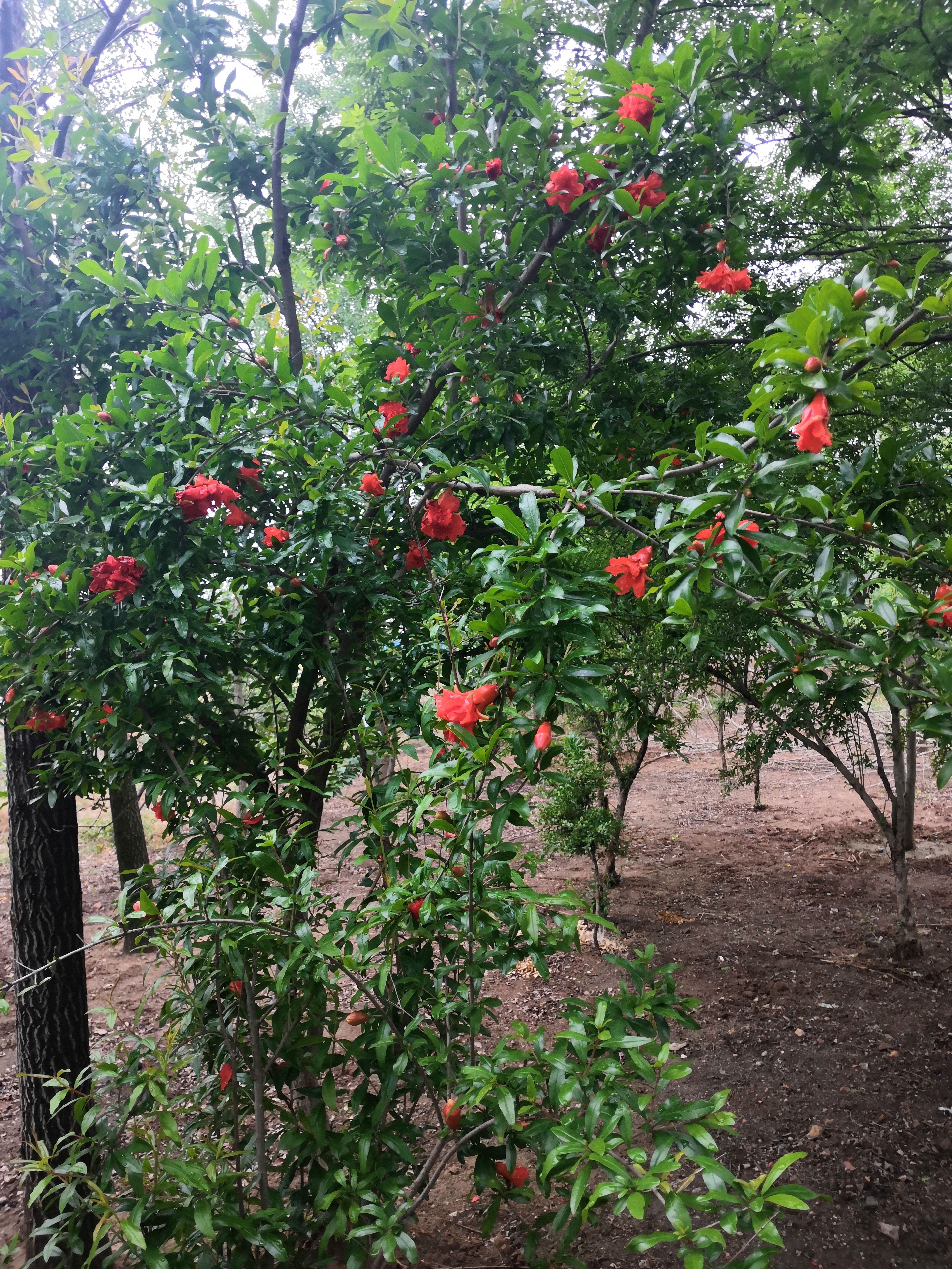 造型石榴树  石榴树桩石榴苗木石榴树基地