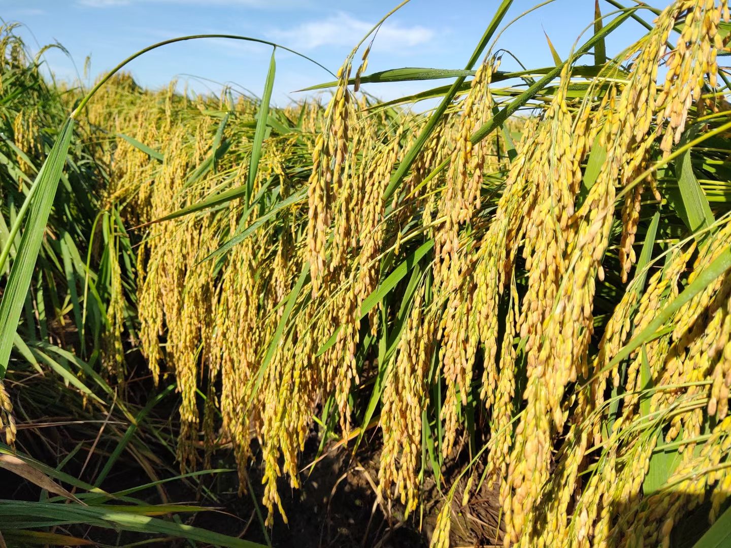 五常民乐稻花香大米绿色无污染农业种植，米饭油光靓丽