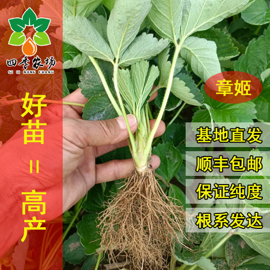 诸城市章姬草莓苗  章姬甜宝草莓苗 精品脱毒苗 基地直销 顺丰包邮 技术指导