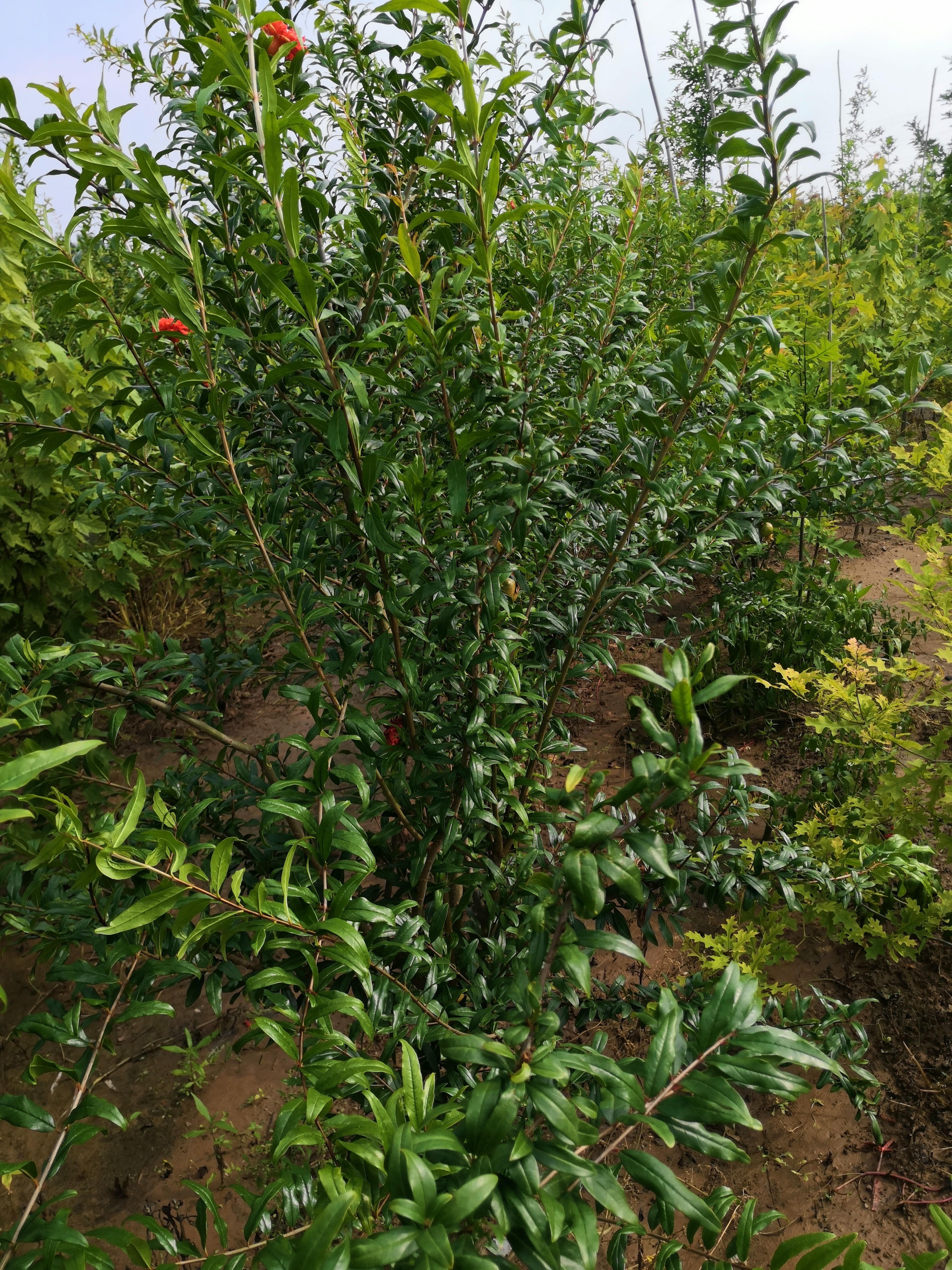 造型石榴树  石榴树桩石榴苗木石榴树基地