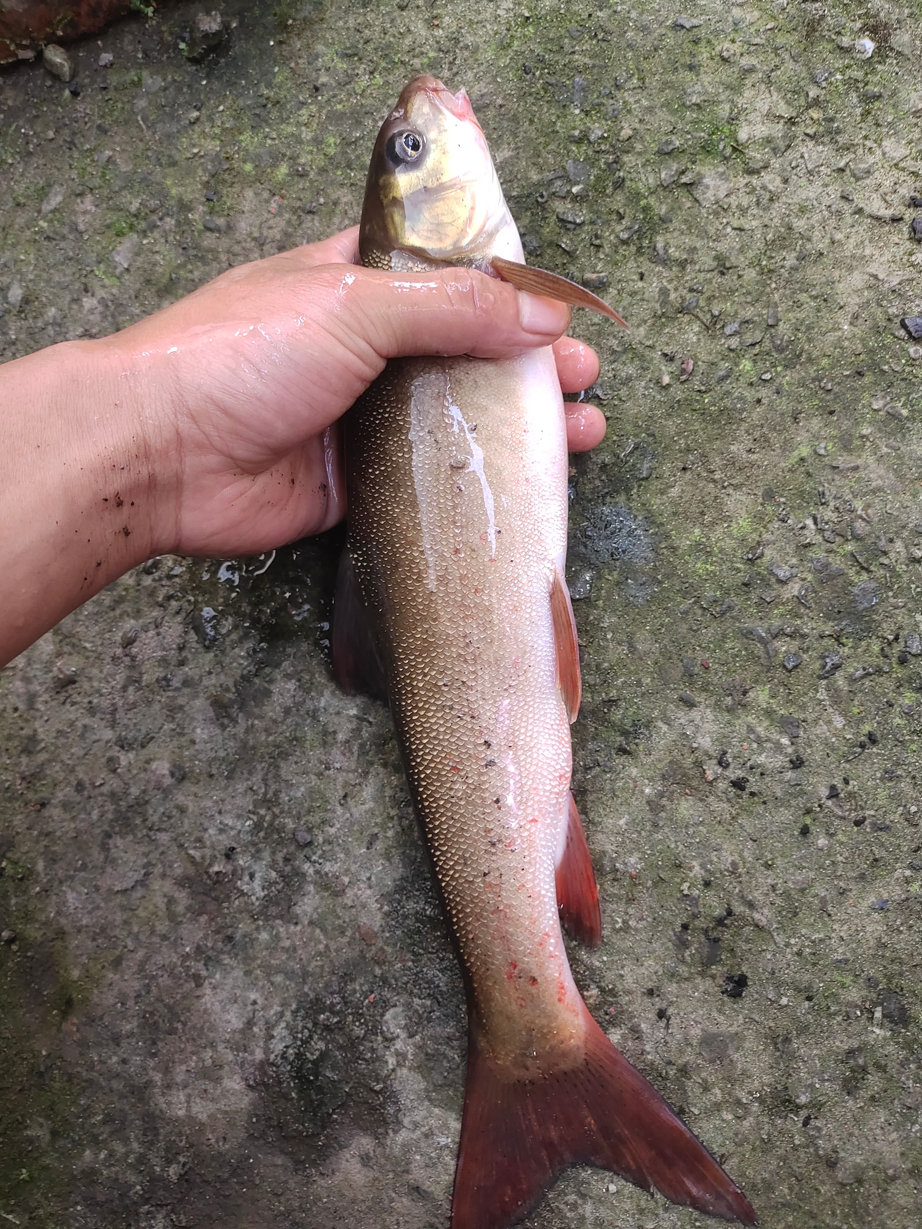 桂华鲮（青鳟青衣鱼）金沙鲈鲤岩鲤青波雅鱼青龙棒胭脂石扁条