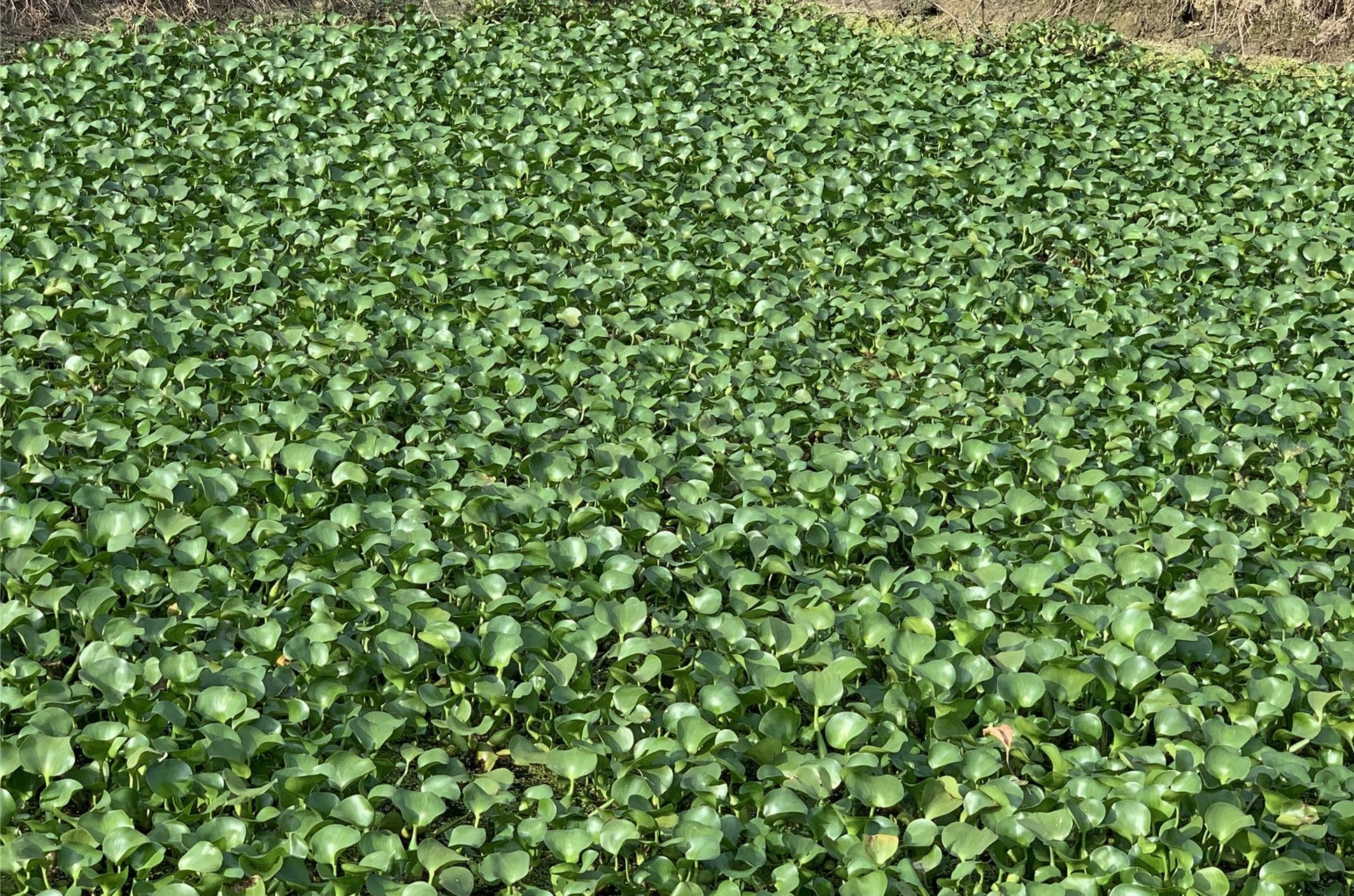 水芙蓉水葫芦浮萍水草水生花卉植物养龟养鱼养虾水浮莲鱼缸造景
