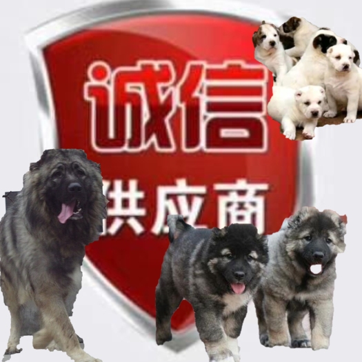 汶上县狗苗，土狗养殖场，杂交狗改良