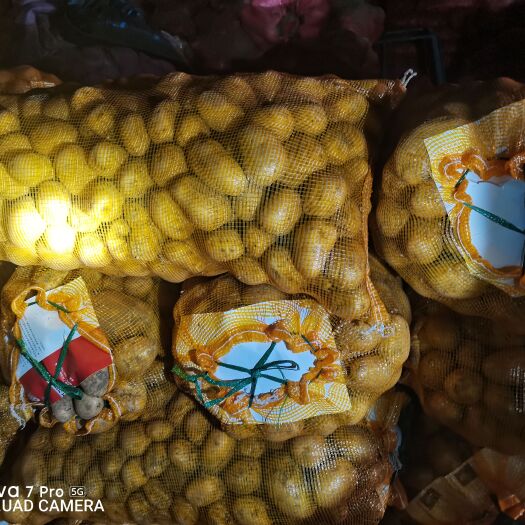 竹溪县迷你土豆 小土豆