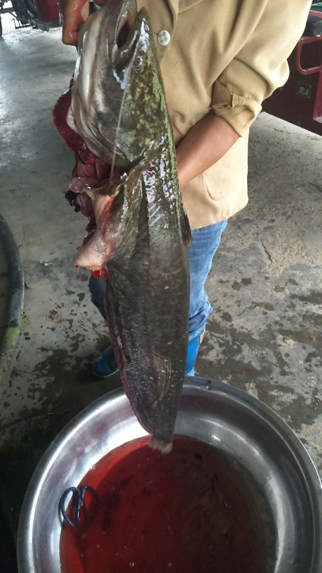 大口鲶鱼  无油大口鲶（河鲶叉口鲶鲶巴朗）乌鱼黑鱼无油大口鲢