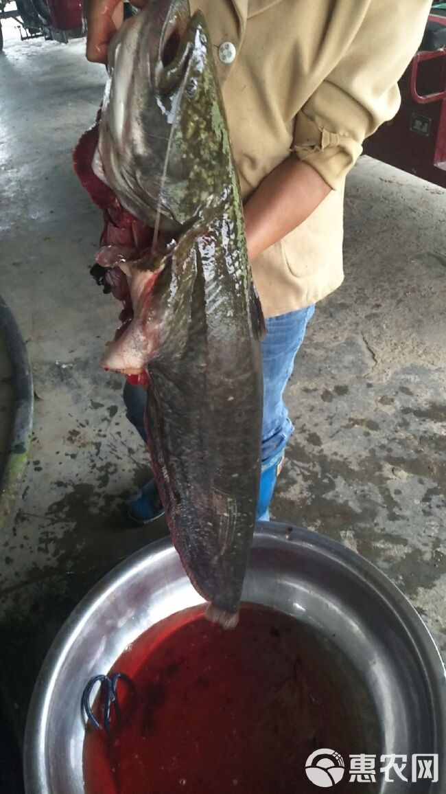 大口鲶鱼  无油大口鲶（河鲶叉口鲶鲶巴朗）乌鱼黑鱼无油大口鲢