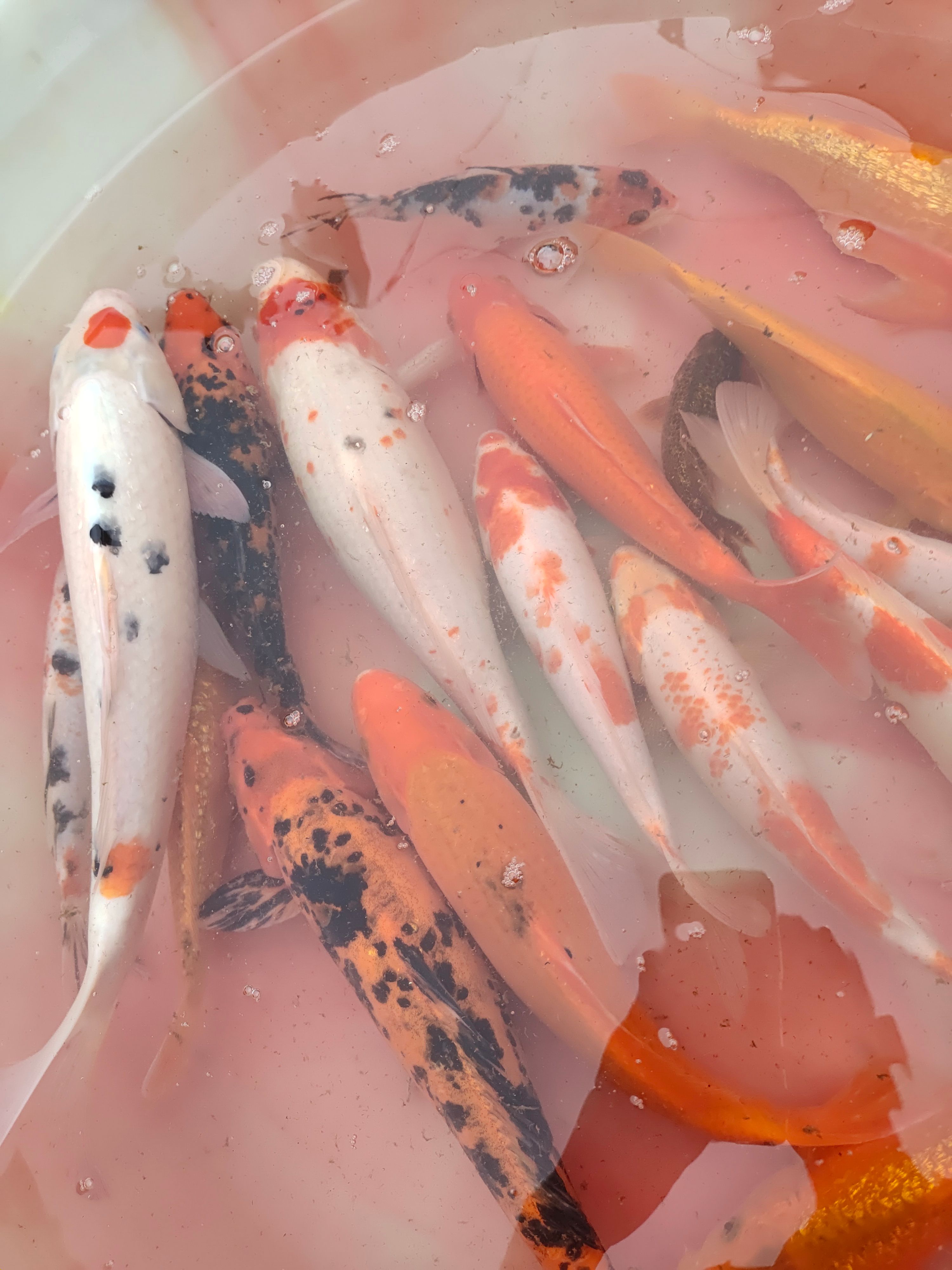 锦鲤（锦鲤鱼苗）观赏鱼金鱼好运鱼红鲤鱼 花脊鱼 花鱼彩鱼景鲤