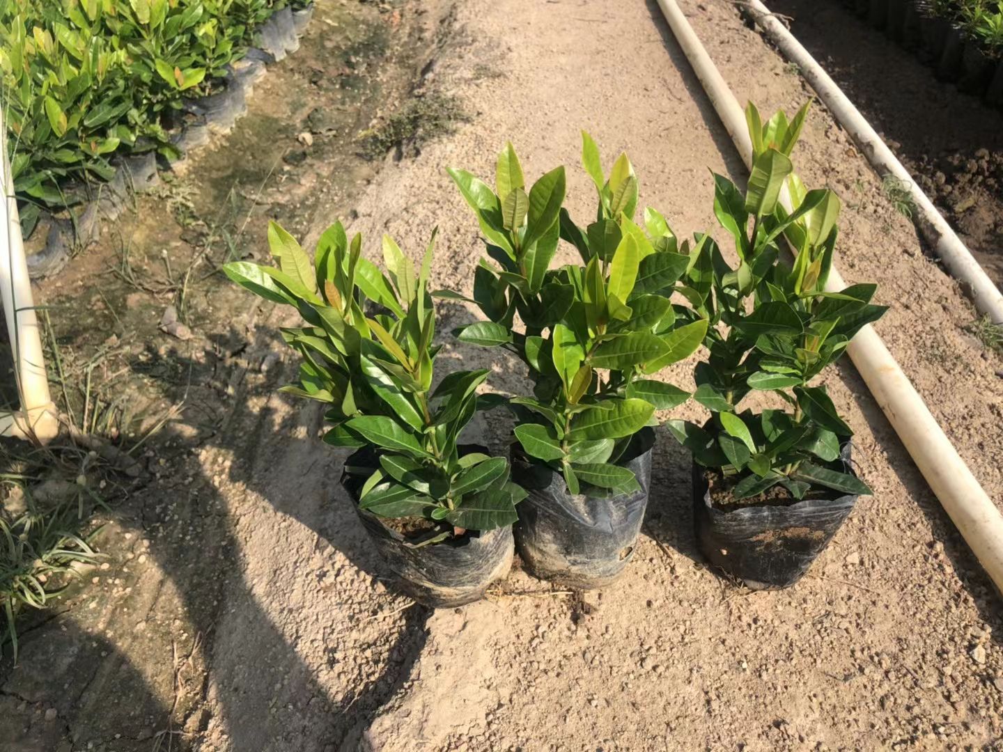 细叶龙船花