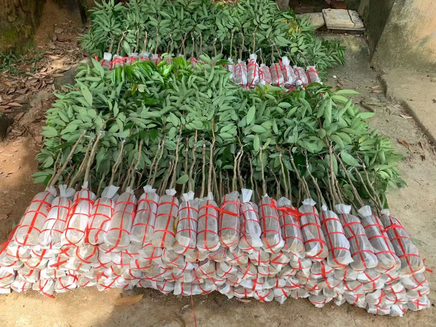 无核荔枝苗 嫁接苗 裸根苗