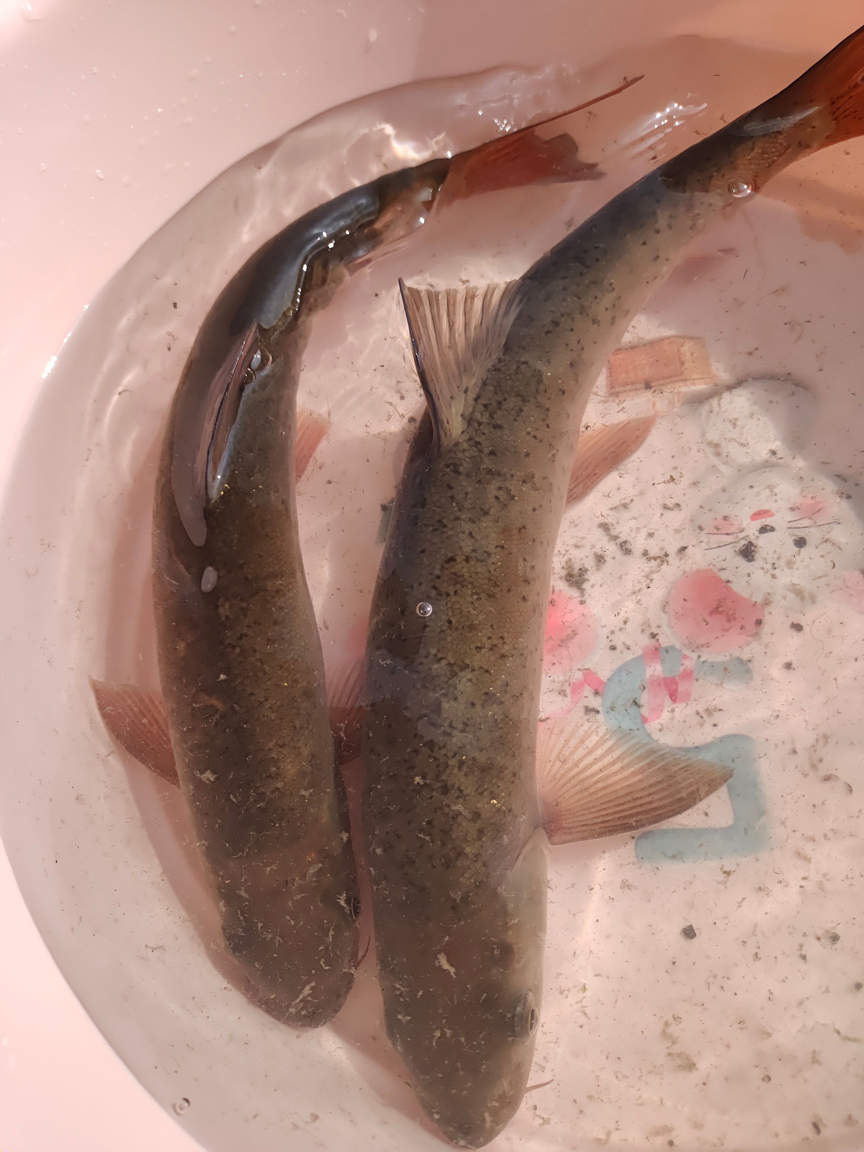 雅鱼（重口细鳞鱼重口裂腹重唇细鳞鱼、细甲鱼。齐口裂腹鱼）鲟鱼