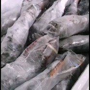 上海波士顿龙虾  冻波龙45元一斤