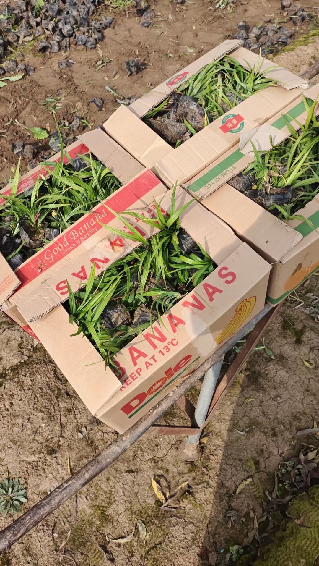 吉祥草，多年生吉祥草，营养杯苗，质量好，颗型芽子密实