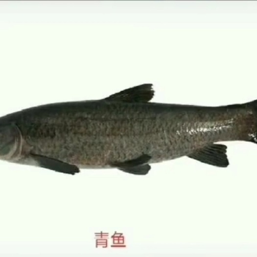 建湖县 青鱼