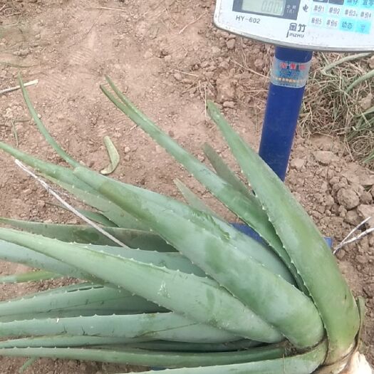 宁陵县库拉索芦荟 芦荟