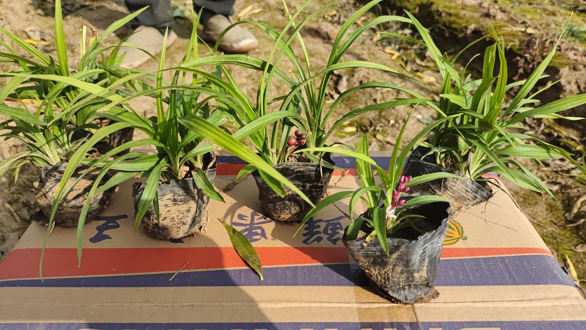 吉祥草，多年生吉祥草，营养杯苗，质量好，颗型芽子密实