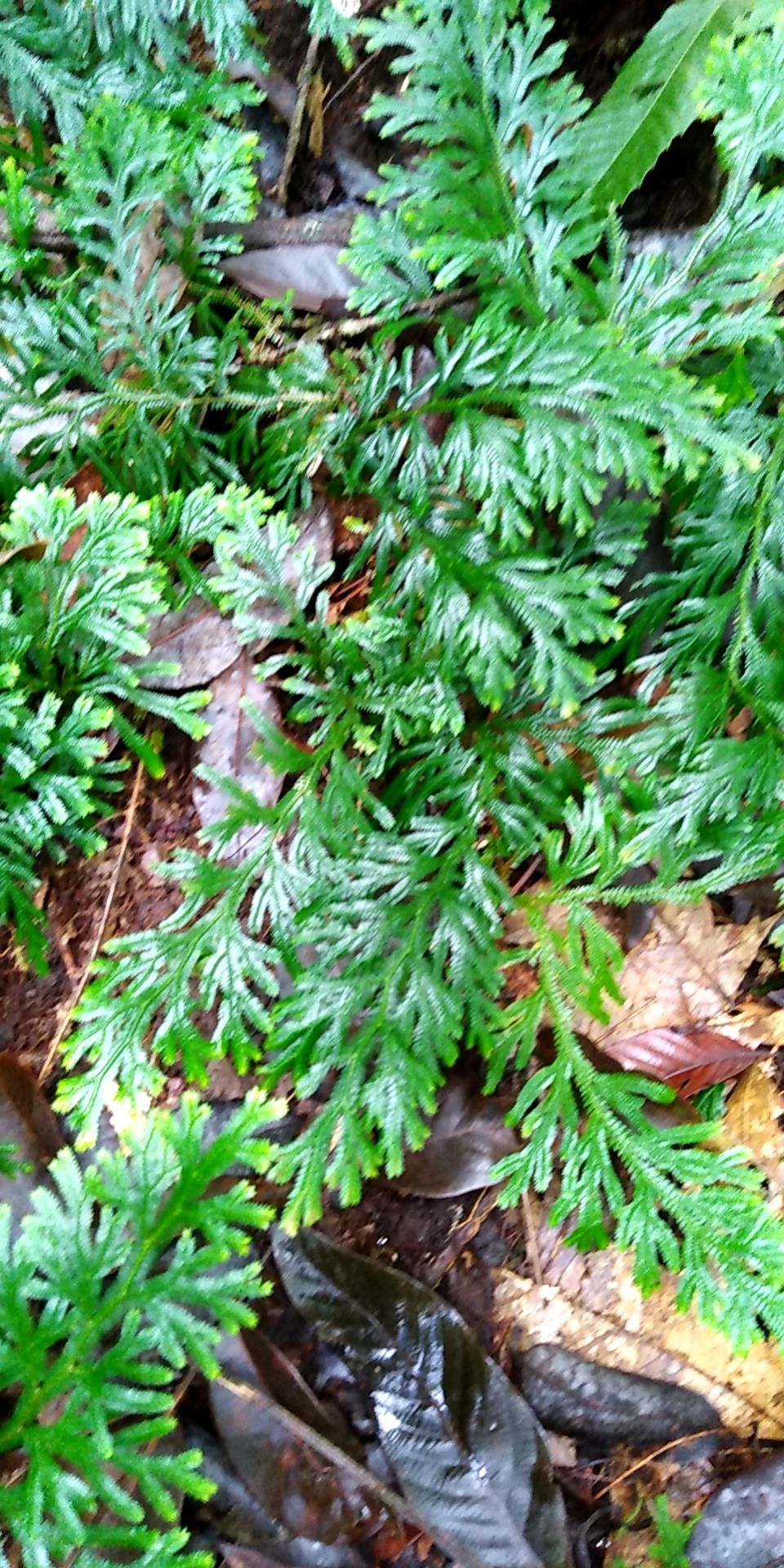 卷柏 深绿卷柏 龙鳞草 石上柏