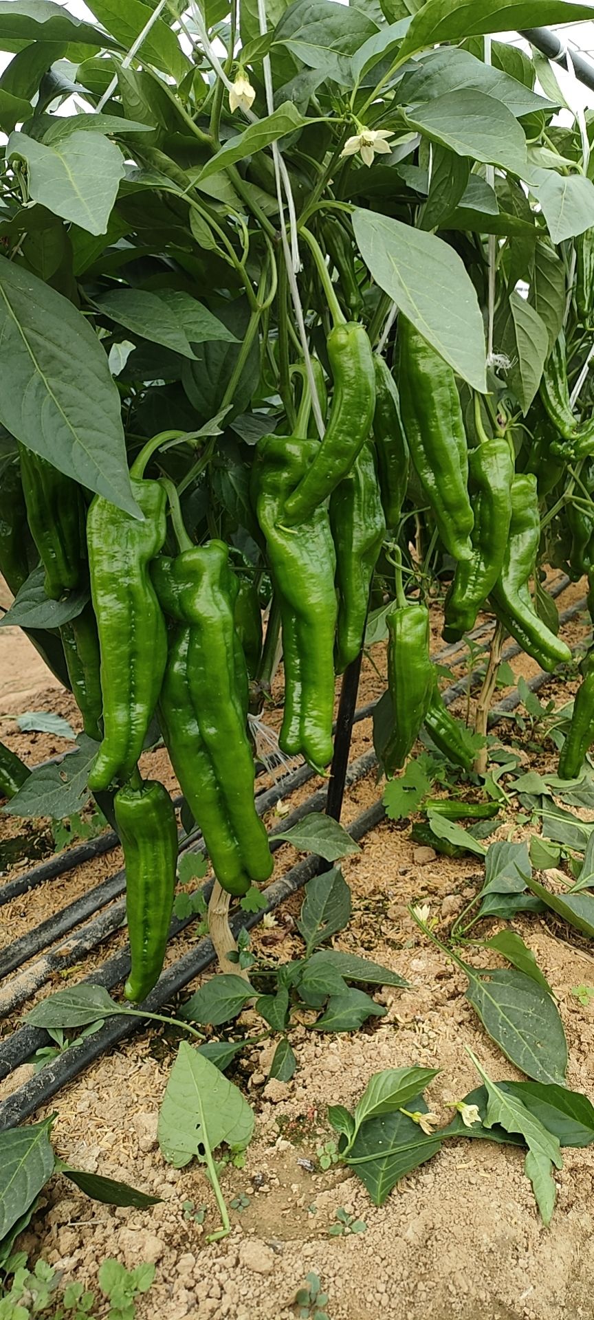 薄皮辣椒种子  辣椒种子  大果薄皮泡椒种子果长30公分